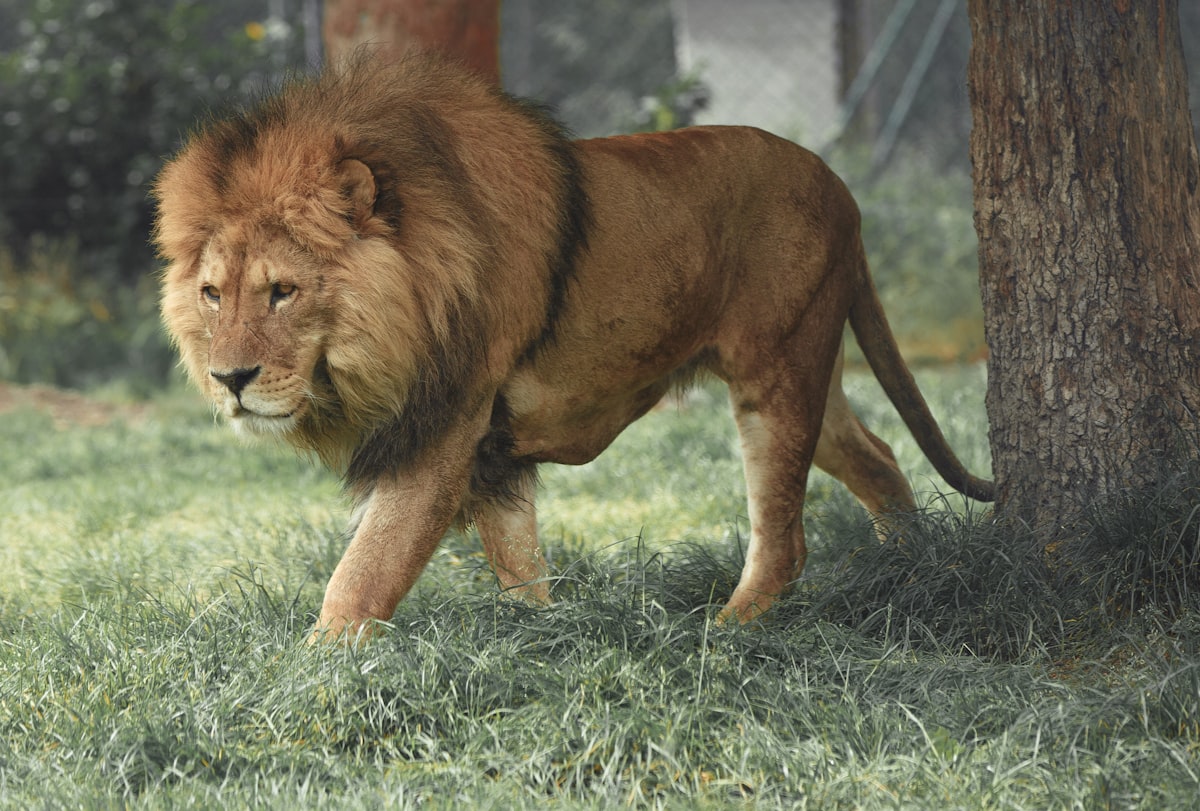 Parque Safari